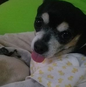 Meet your Posher, James